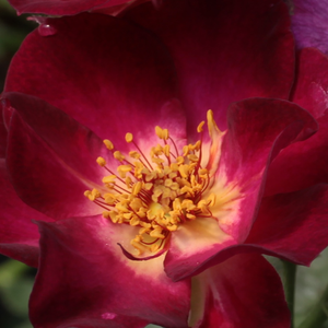 Buy Roses Online - Purple - White - bed and borders rose - floribunda - intensive fragrance -  Route 66 - Tom Carruth - -